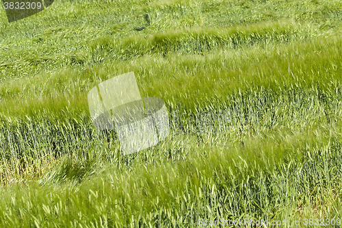 Image of green cereals, close-up  