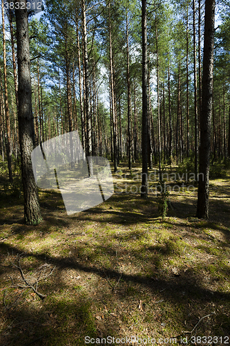 Image of trees in spring  