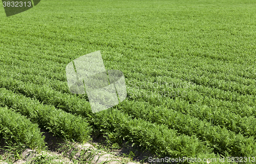 Image of green carrot field  