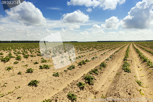 Image of potato field , Belarus