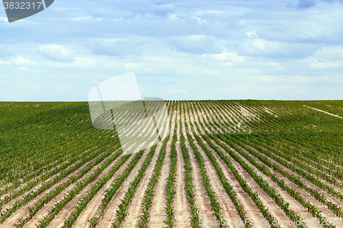 Image of Corn field, summer  