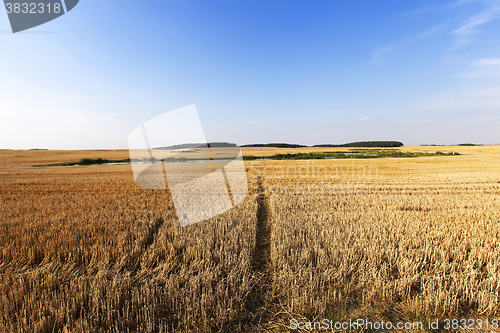 Image of harvesting cereals , Agriculture