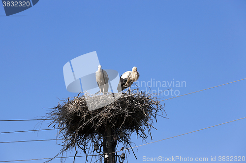 Image of storks in the nest  