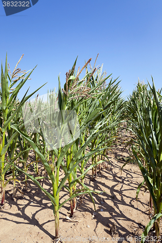 Image of Corn field, summer time  