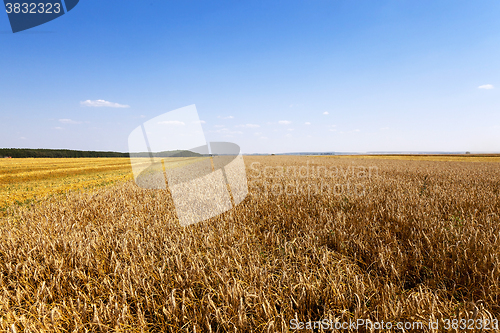 Image of harvesting cereals , Agriculture
