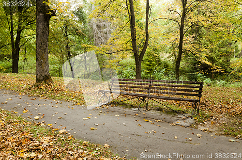 Image of autumn forest , close up