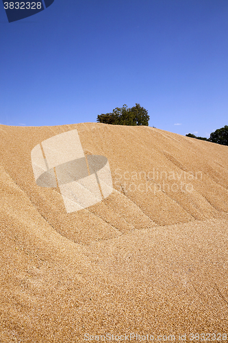 Image of wheat crop , close up