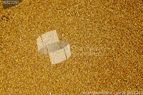 Image of grain wheat , closeup