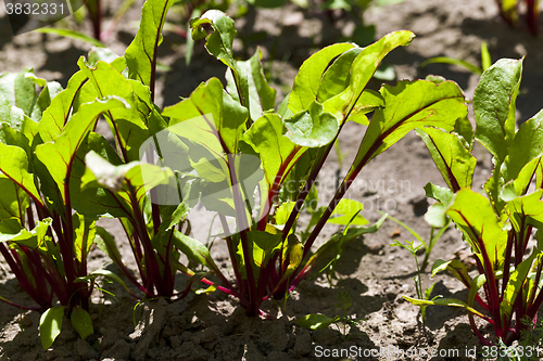 Image of Field with red beetroot  