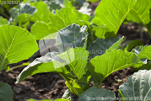 Image of Field of cabbage, spring  