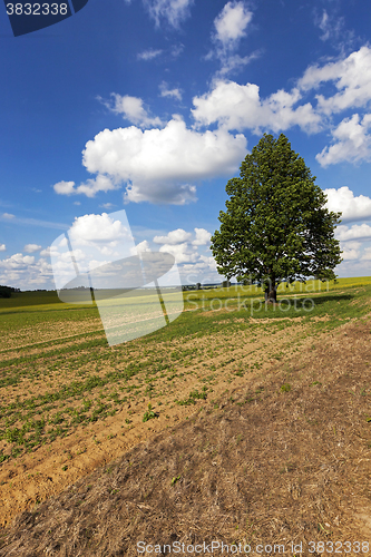 Image of plowed for crop land  