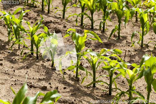 Image of corn plants, spring