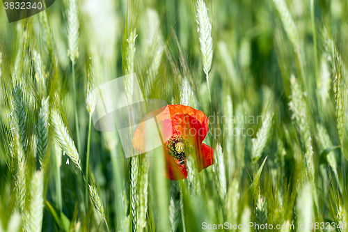 Image of Red poppy flowers 