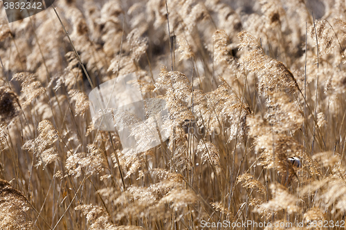 Image of autumn grass, close-up  