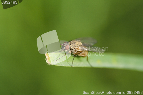 Image of brown fly