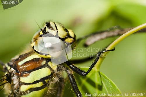 Image of dragon fly
