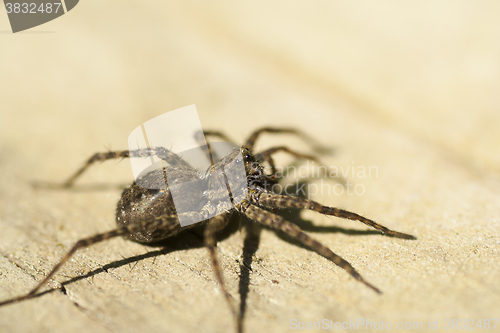 Image of spider