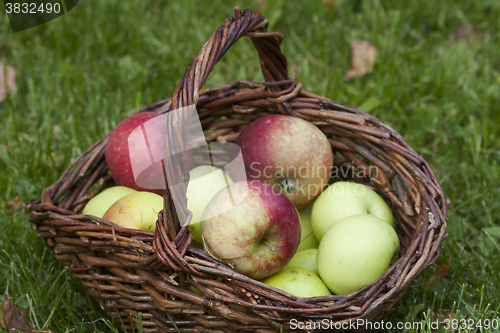 Image of apples