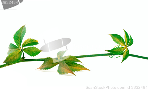 Image of Twig of grapes leaves on white background