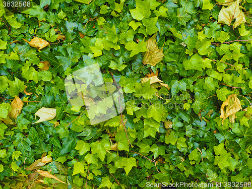 Image of Green ivy background