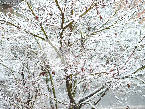 Image of Winter scene with snow - acer tree