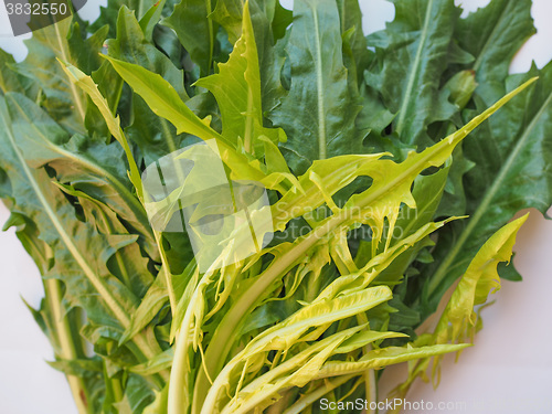 Image of Catalonian chicory salad