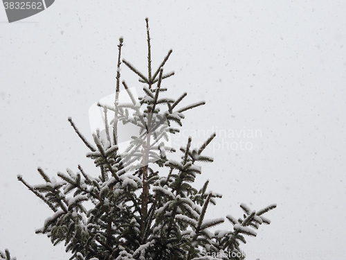 Image of Winter scene with snow - copy space