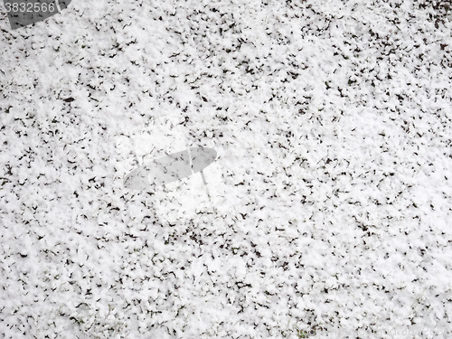 Image of Snow on meadow