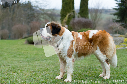 Image of Portrait of a nice St. Bernard dog