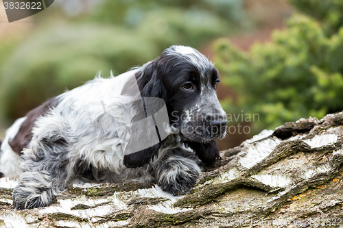 Image of english cocker spaniel puppy