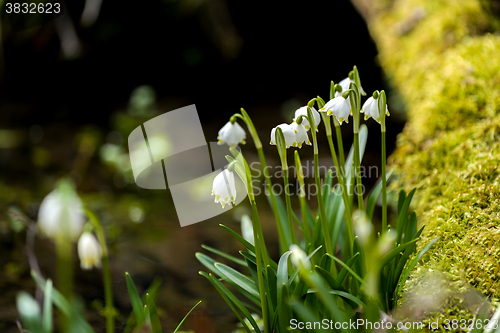 Image of early spring snowflake flowers