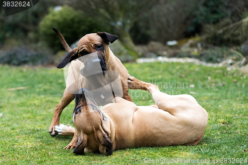 Image of female of Fila Brasileiro (Brazilian Mastiff)