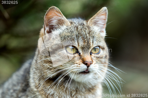 Image of close up cat portrait 