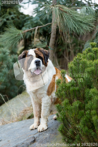 Image of Portrait of a nice St. Bernard dog