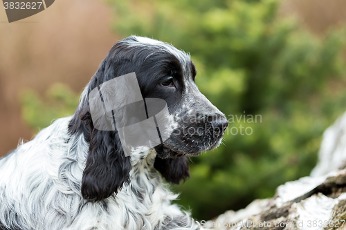 Image of english cocker spaniel puppy