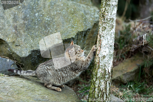 Image of cat baby playing outdoor