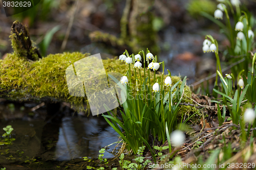 Image of early spring snowflake flowers