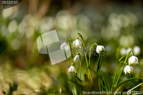 Image of early spring snowflake flowers