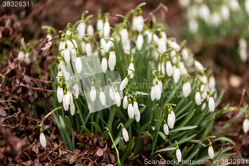 Image of Snowdrop bloom in springtime