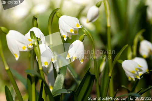 Image of early spring snowflake flowers