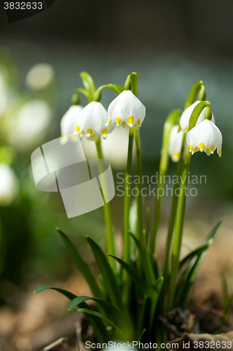 Image of early spring snowflake flowers