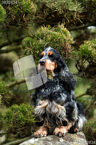 Image of portrait of sitting english cocker spaniel