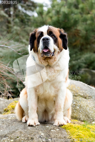 Image of Portrait of a nice St. Bernard dog