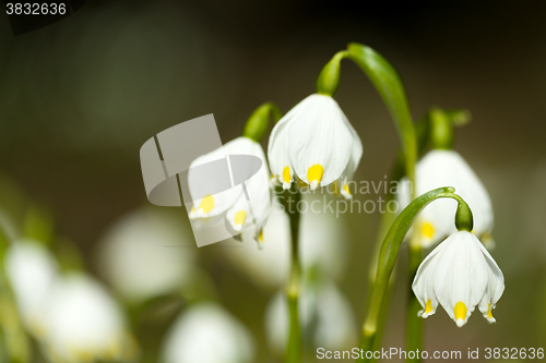 Image of early spring snowflake flowers