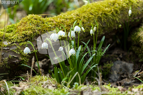 Image of early spring snowflake flowers