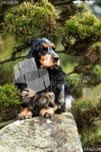 Image of portrait of sitting english cocker spaniel