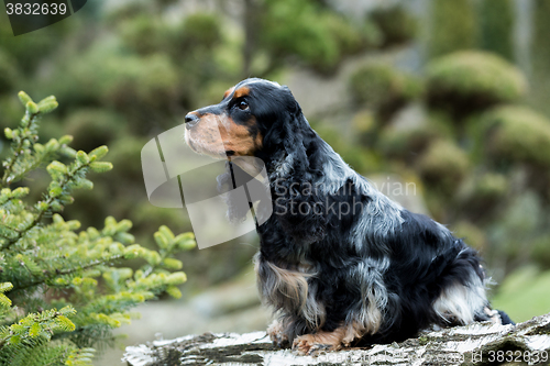 Image of portrait of sitting english cocker spaniel