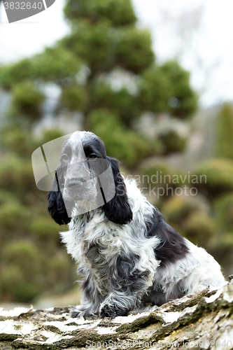 Image of english cocker spaniel puppy