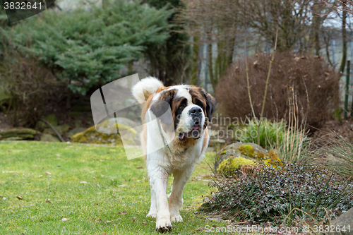 Image of Portrait of a nice St. Bernard dog