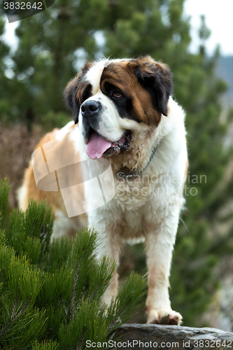 Image of Portrait of a nice St. Bernard dog